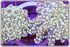 Branching Frogspawn Coral